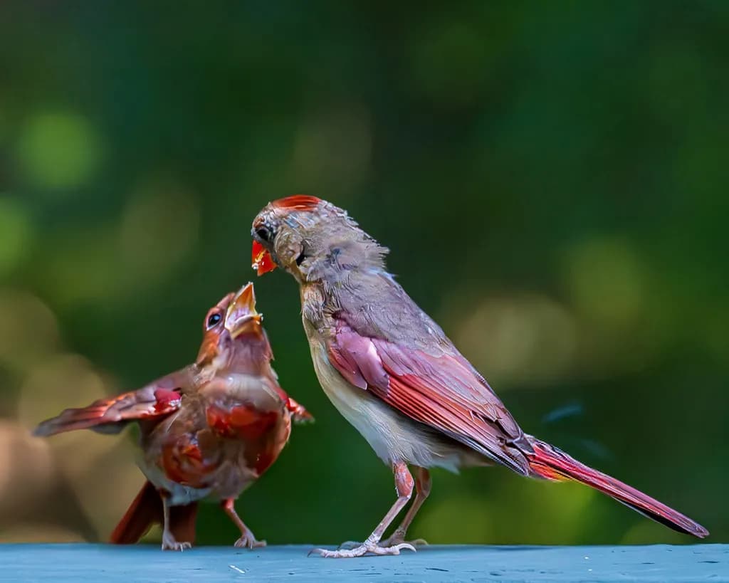 Feeding Moment