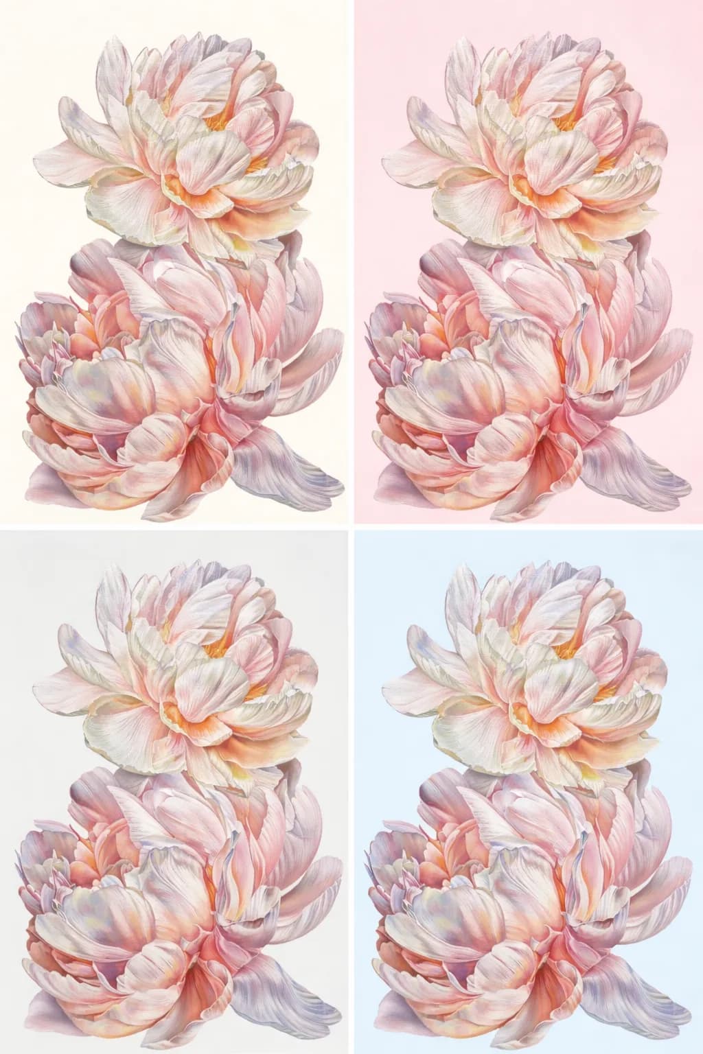 Peony Floral Quartet