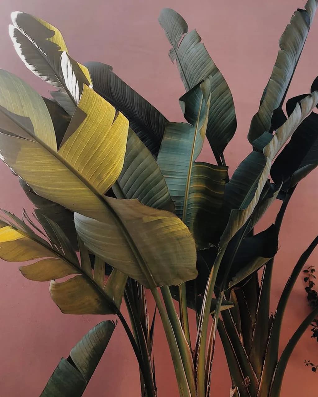 Tropical Leaves Composition