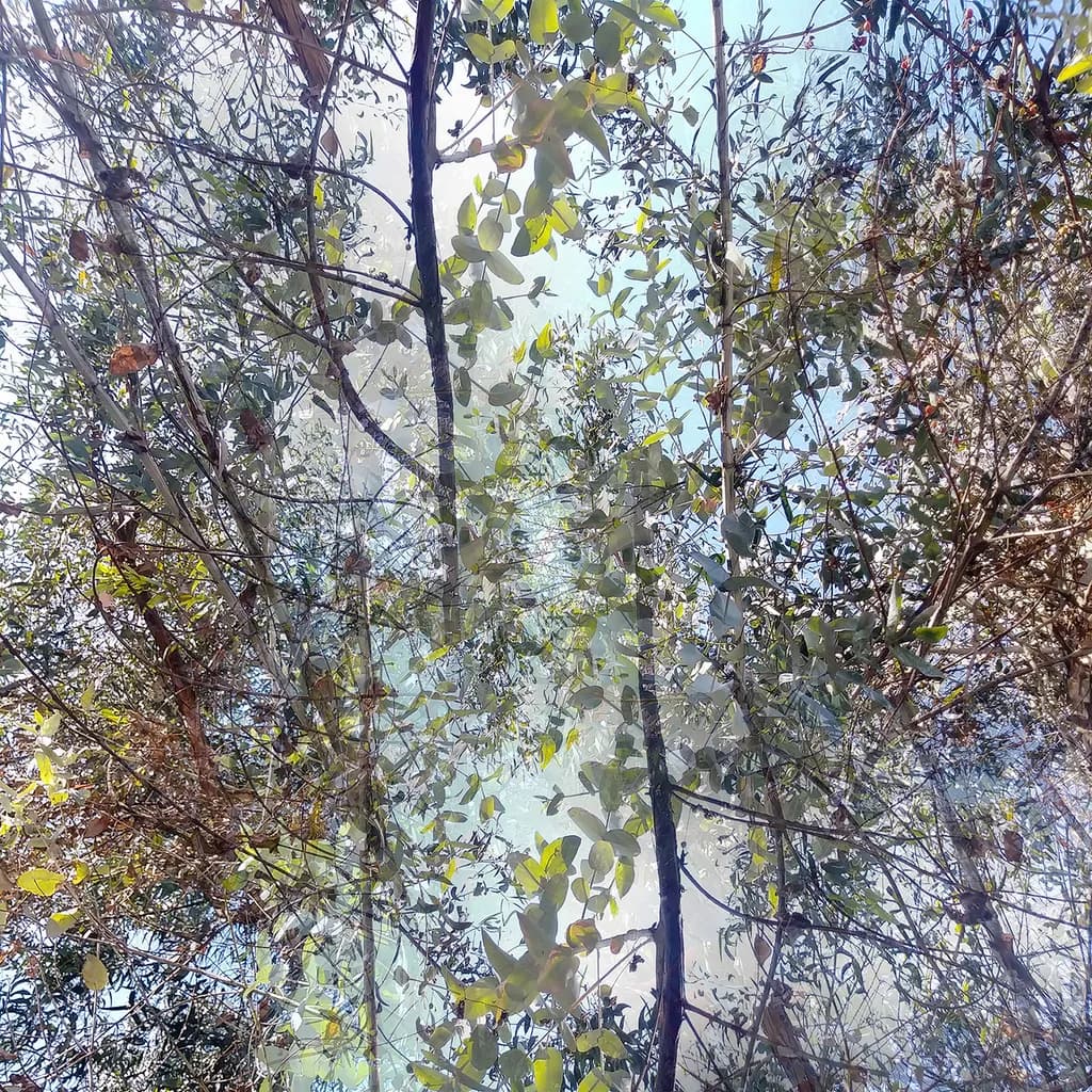 Whispers of Nature: A Layered Dialogue Between Light and Leaf