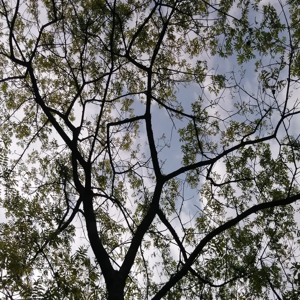Whispers of Nature: A Dialogue Between Branches and Sky