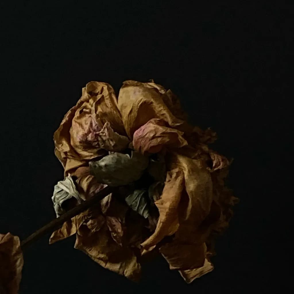 Whispers of Time: The Elegance of a Withered Rose