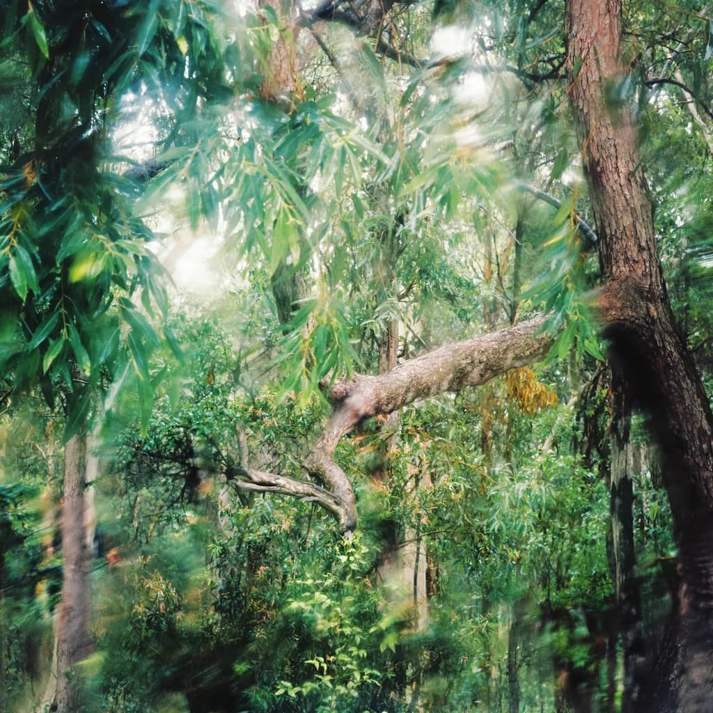 Verdant Dreams