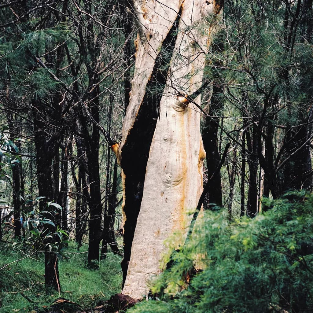 Survivor