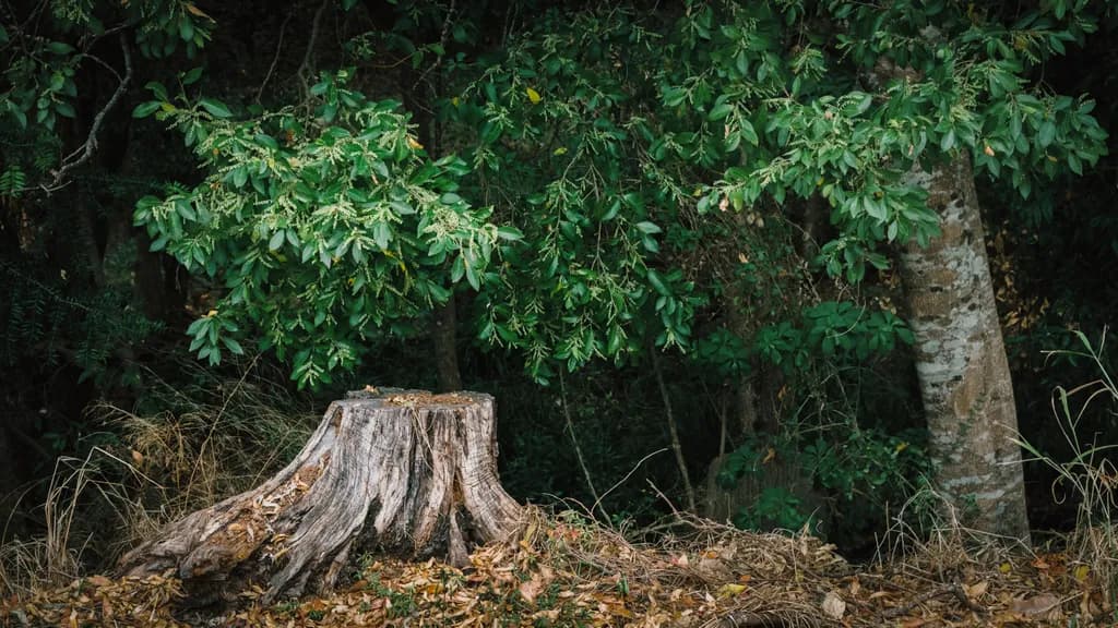 Tree's Remnant