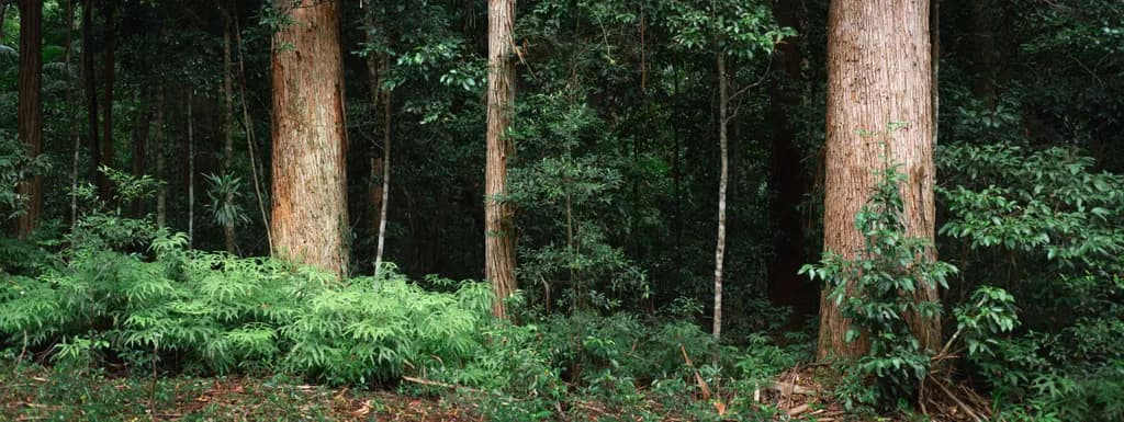Woodland Guardians