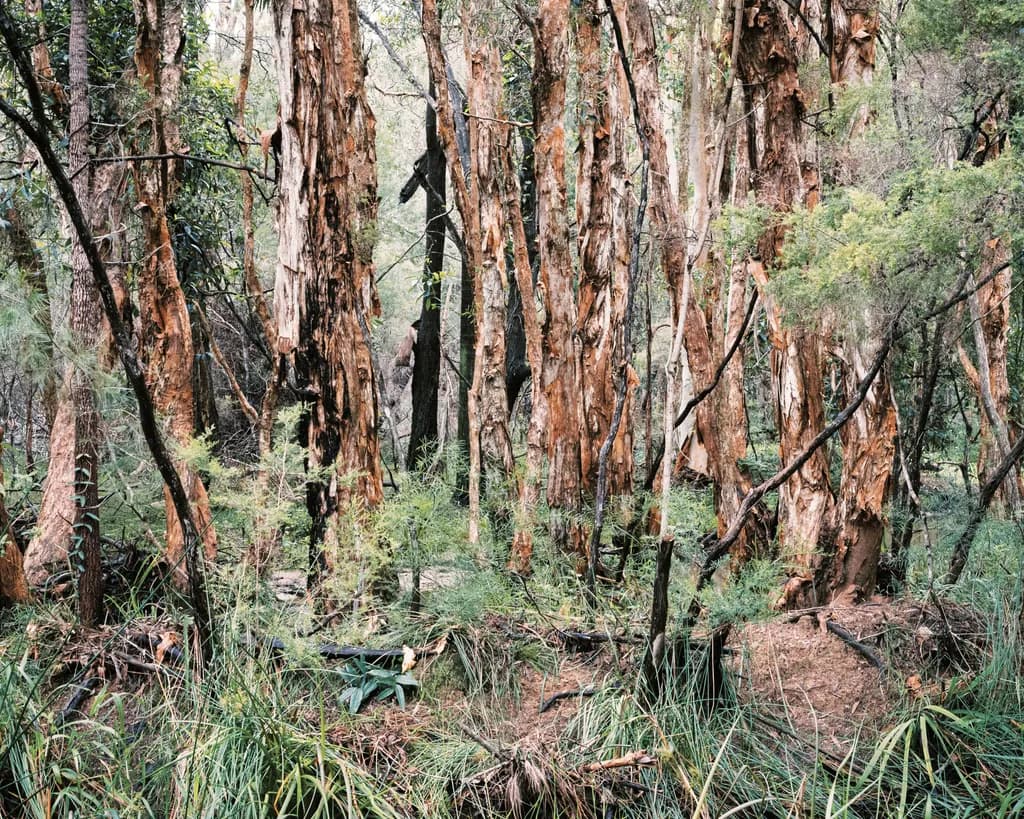 Bark and Brush