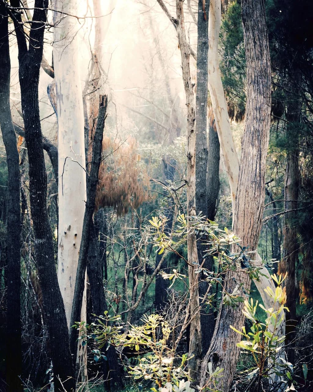 Misty Forest Embrace