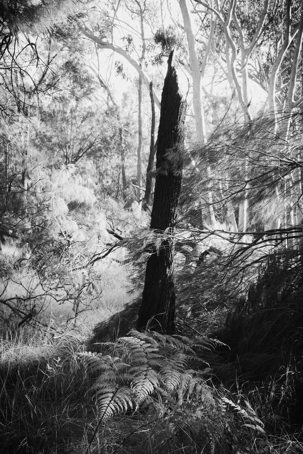 Forest Shadows