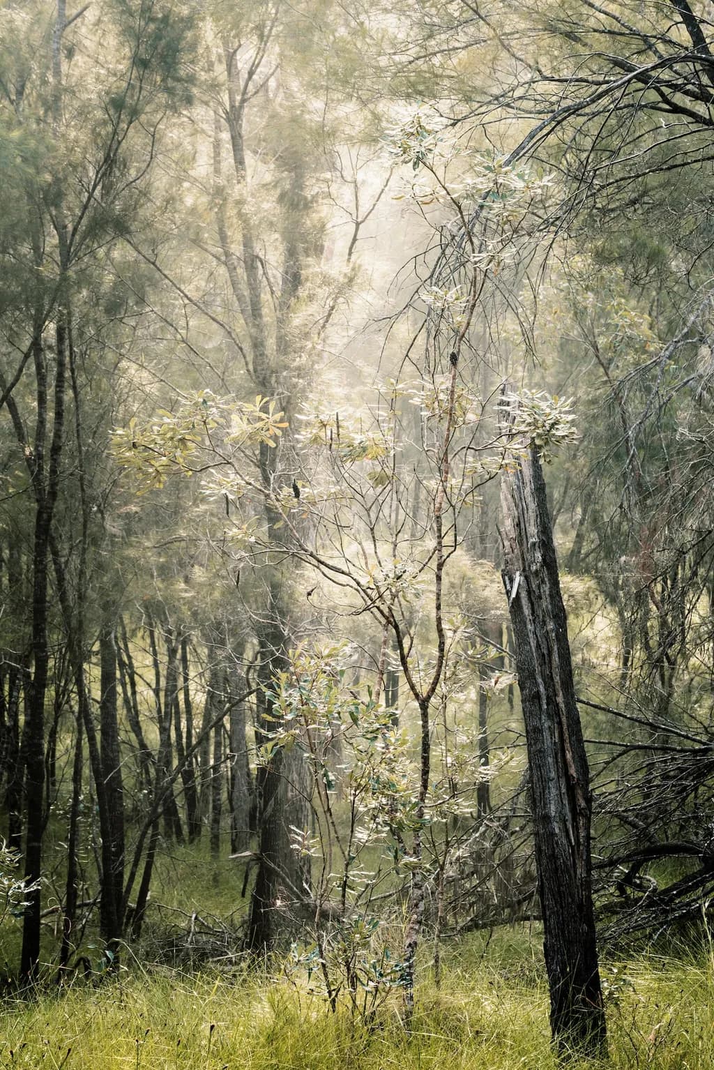 Woodland Serenity