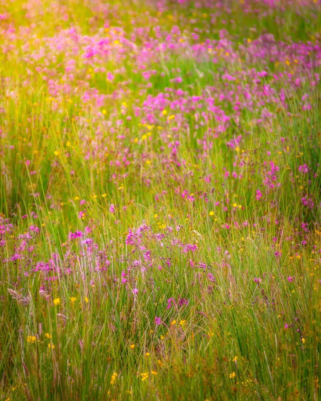 Summer Meadow Drift