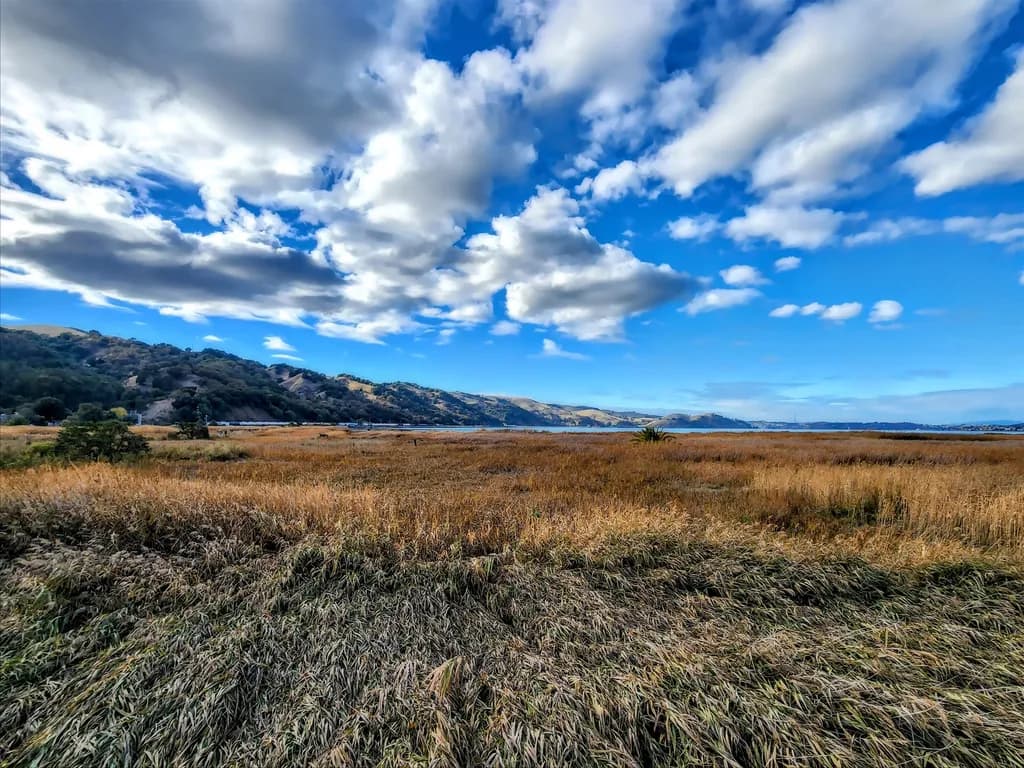Whispers of the Wind: A Serene Landscape of Golden Fields and Blue Skies