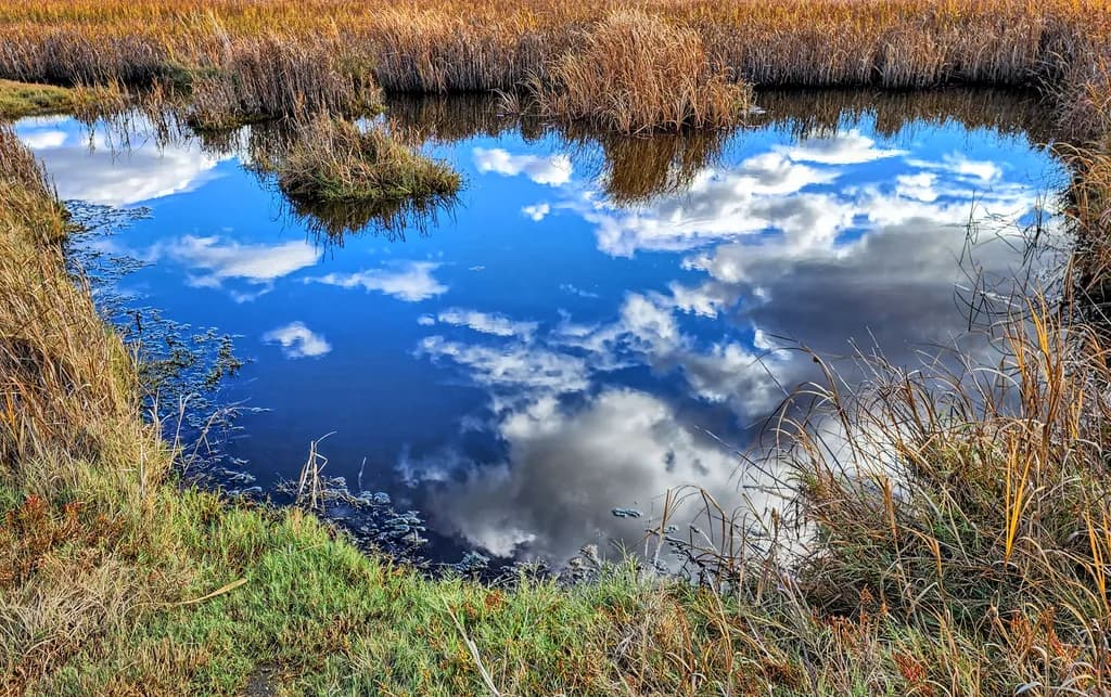 Reflections of Serenity: A Tranquil Marsh Landscape Captured in Time