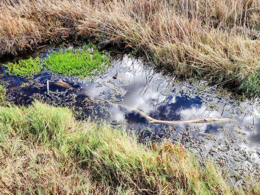 Reflections of Nature: A Serene Wetland Scene Captured in Time