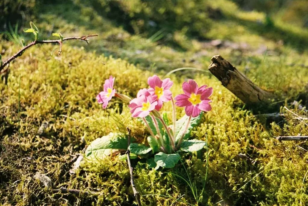 Mossbound Blooms