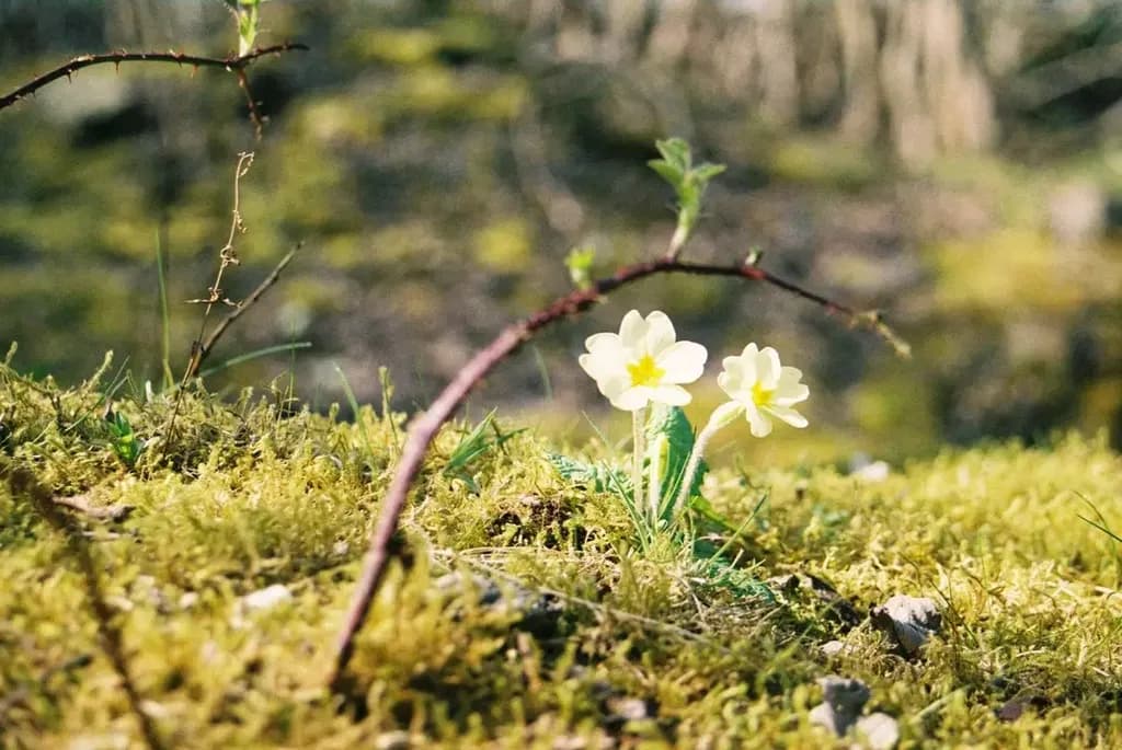 Mosslight Blossoms