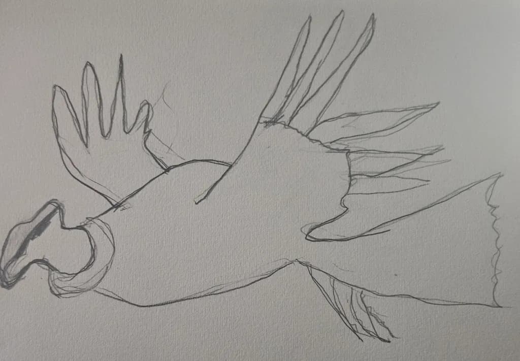 Flying Fish Sketch