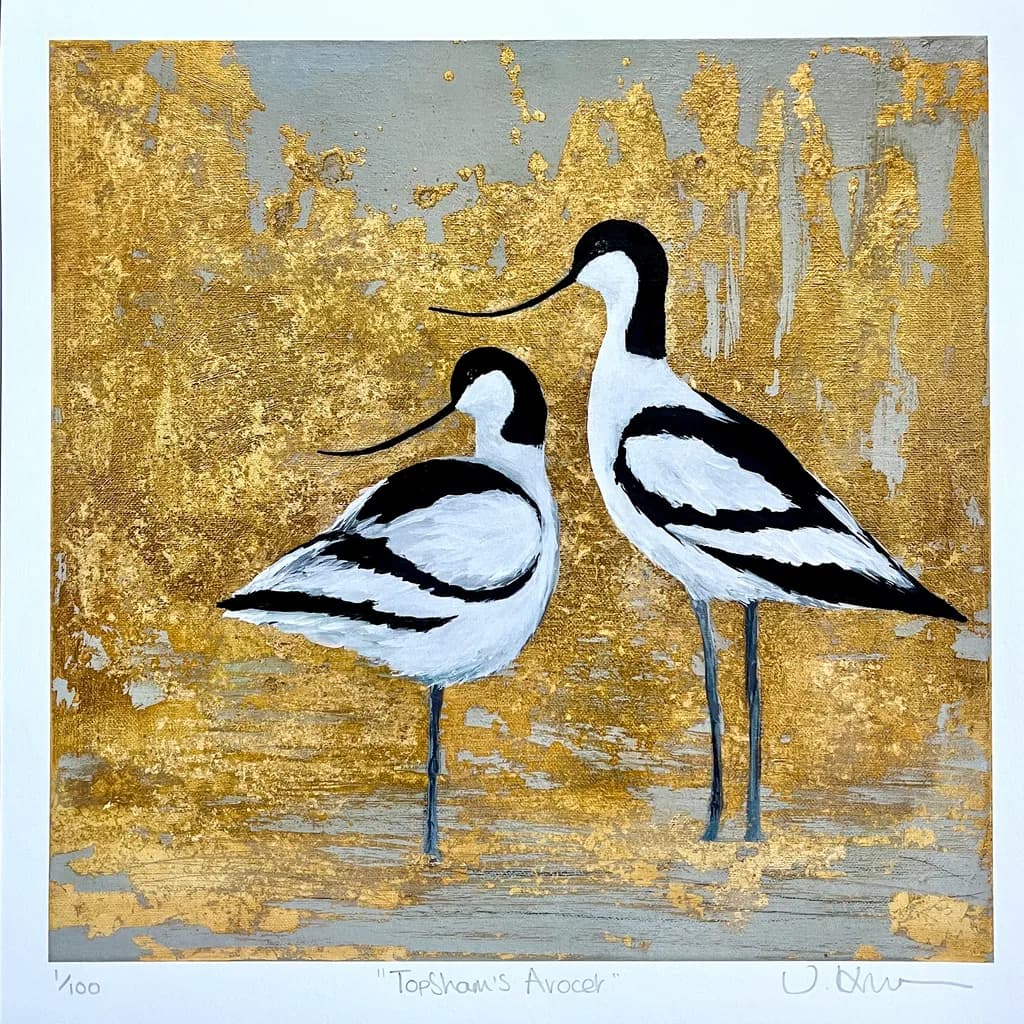 Topsham's Avocets
