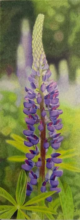 Roadside Lupine,. No. 2