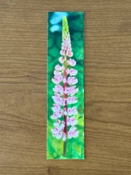 Pink Lupine Bloom