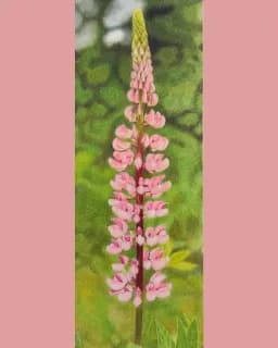 Roadside Lupine, No.1