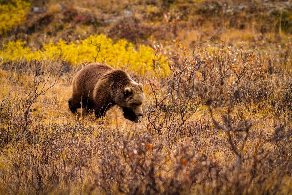 Autumn Grizzly Wanderer