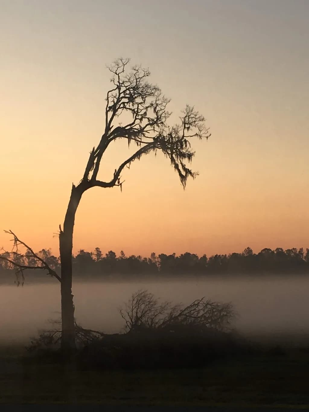 Dusky Tree Silhouette