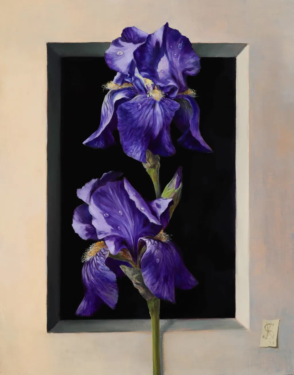 Iris