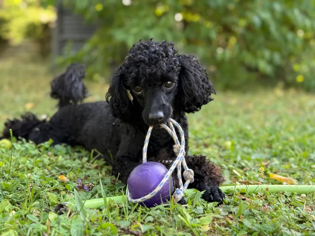 Black Poodle with Toy
