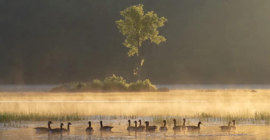 Morning Serenity: A Tranquil Gathering of Geese in Misty Waters