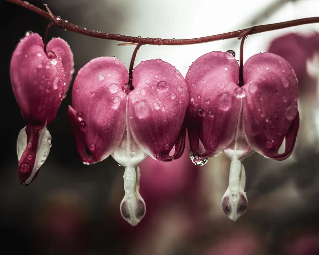 Rain-Kissed Bleeding Hearts