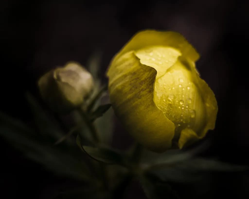 Dewed Glow