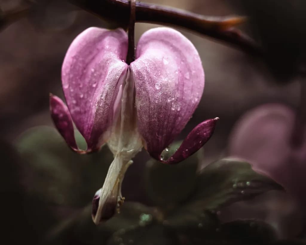 Morning Dew Heart