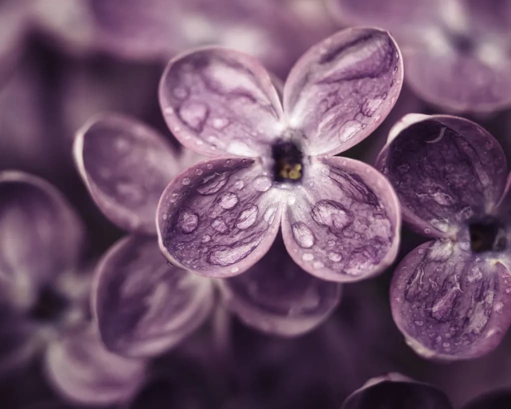 Lilac Dewdrops