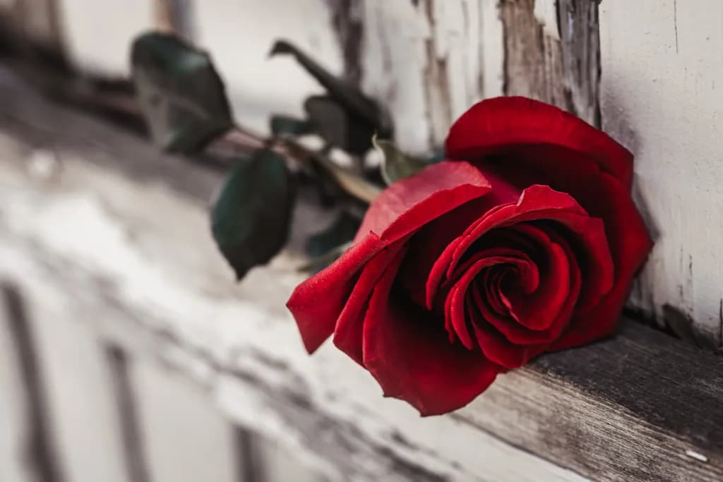 Worn Beauty