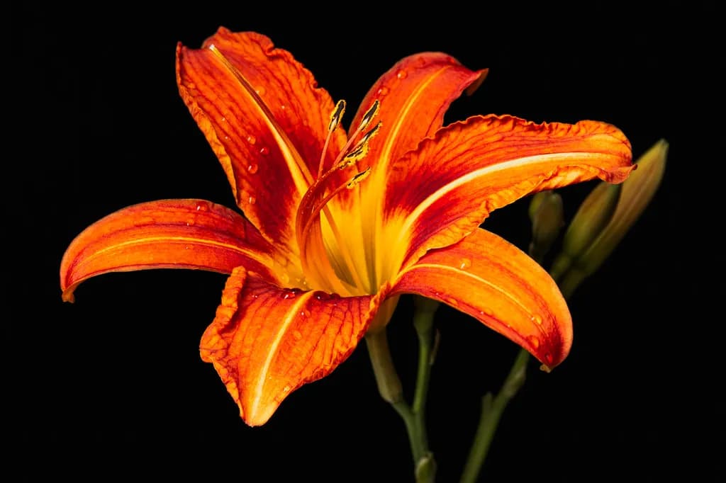 Fireburst Lily