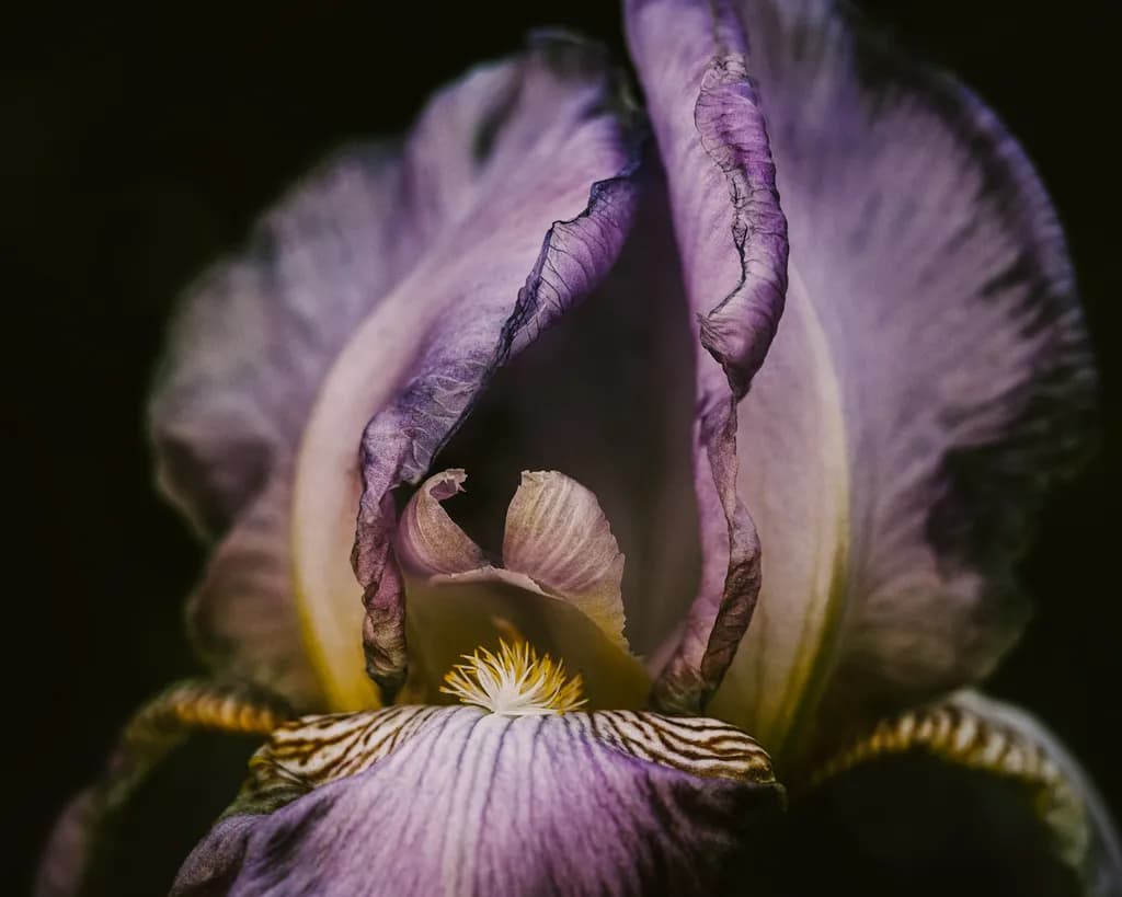 Faded Iris
