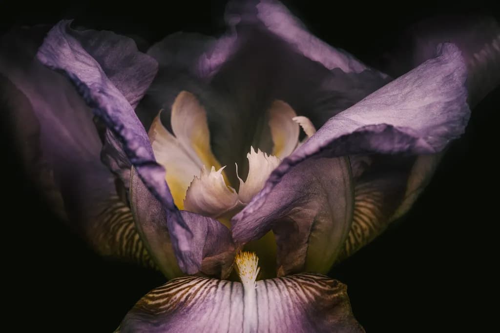Faded Iris Detail