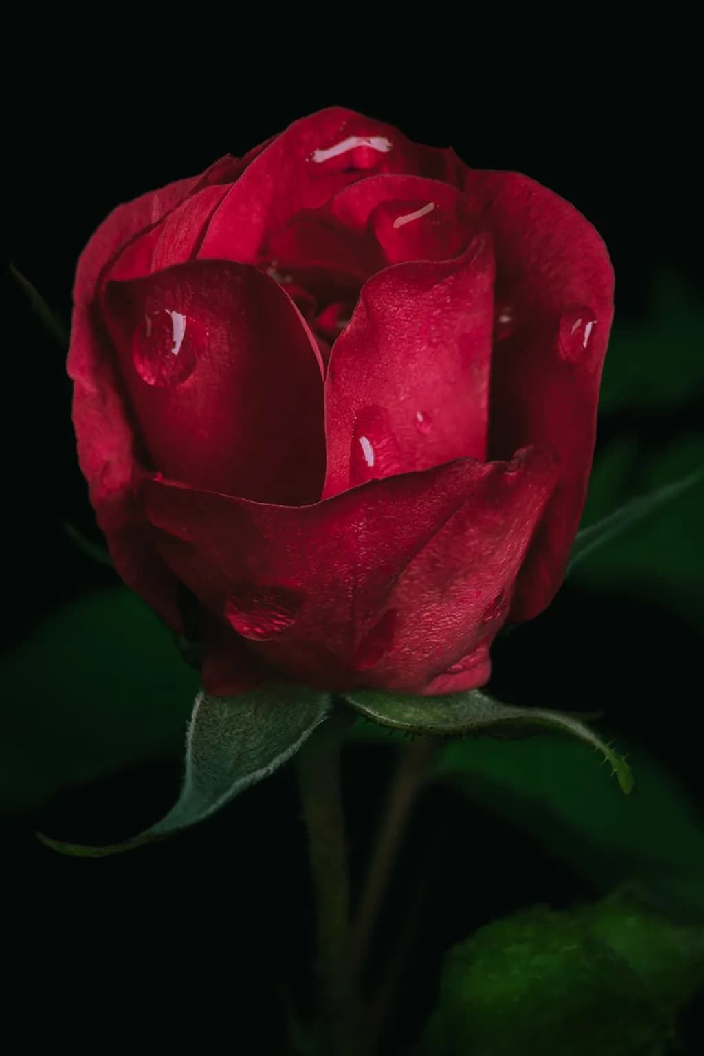 Drops on Red Rose