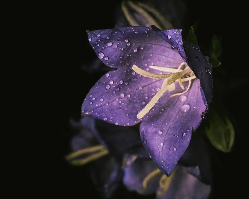 Dewed Bellflower