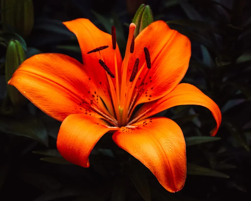 Orange Lily Glow