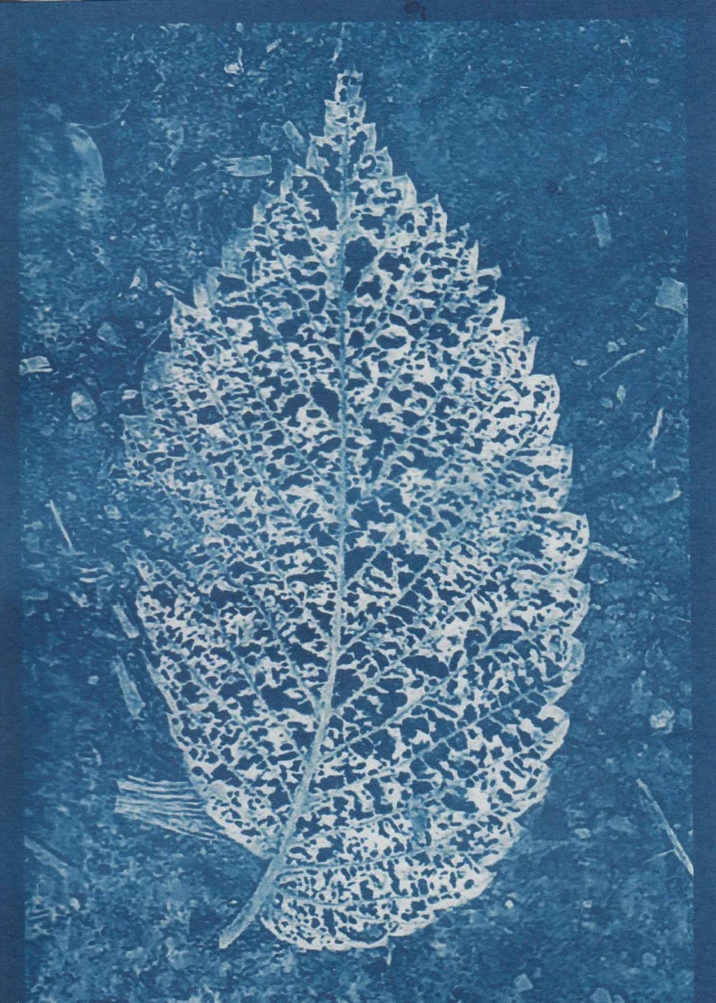 Dentelle Leaf