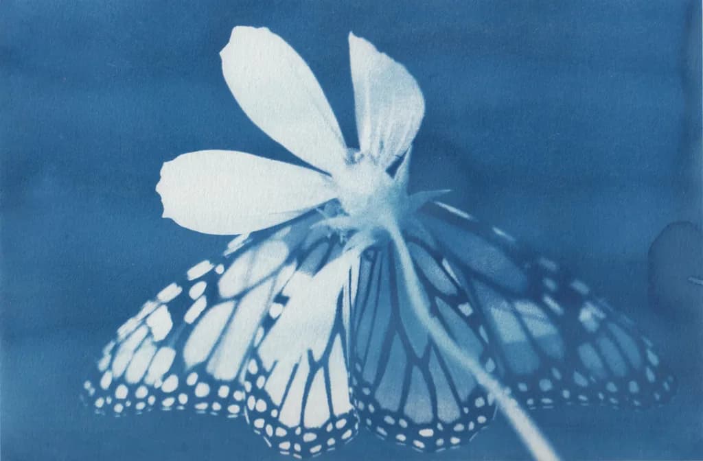Papillon Cyanotype