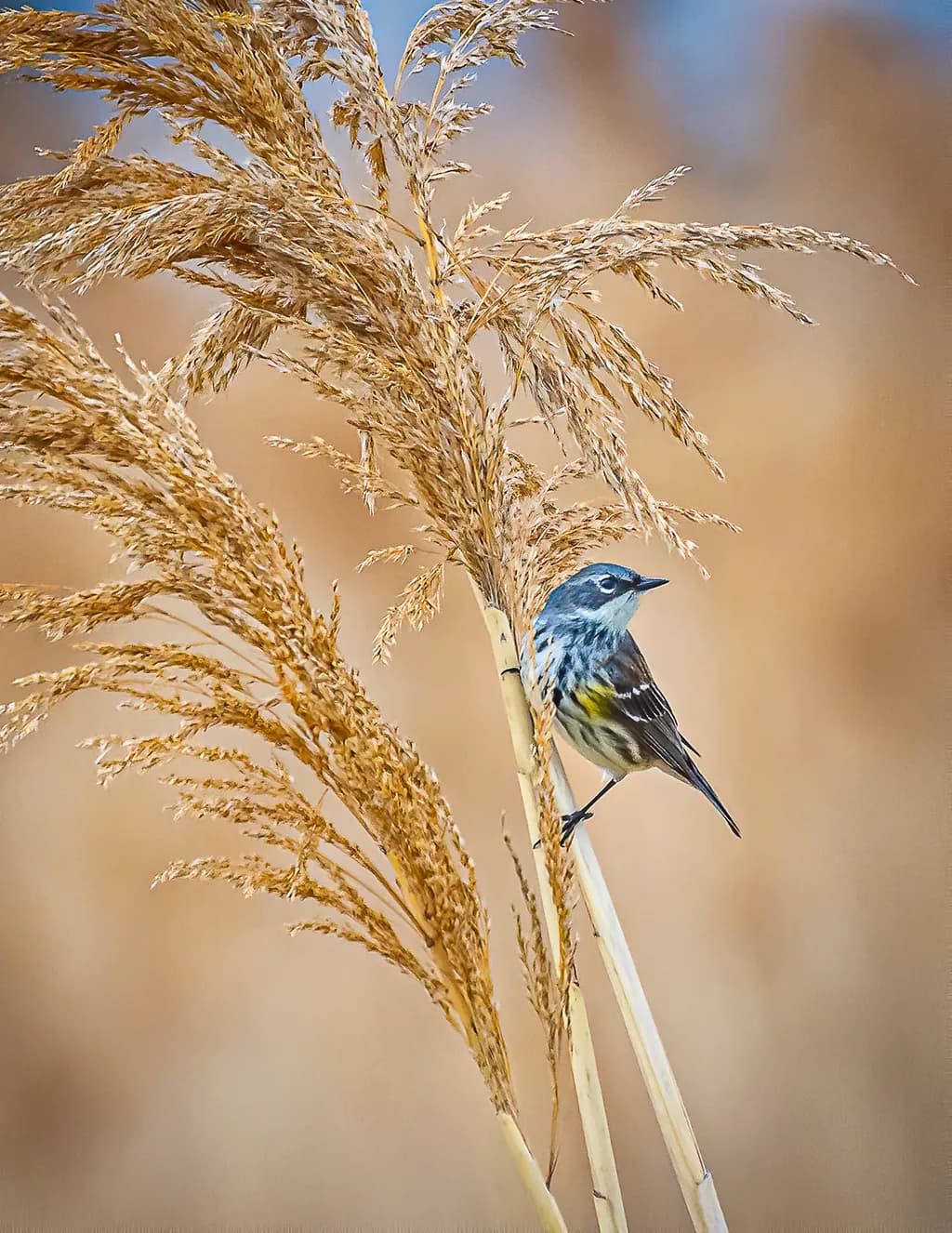 Warbler Wonder