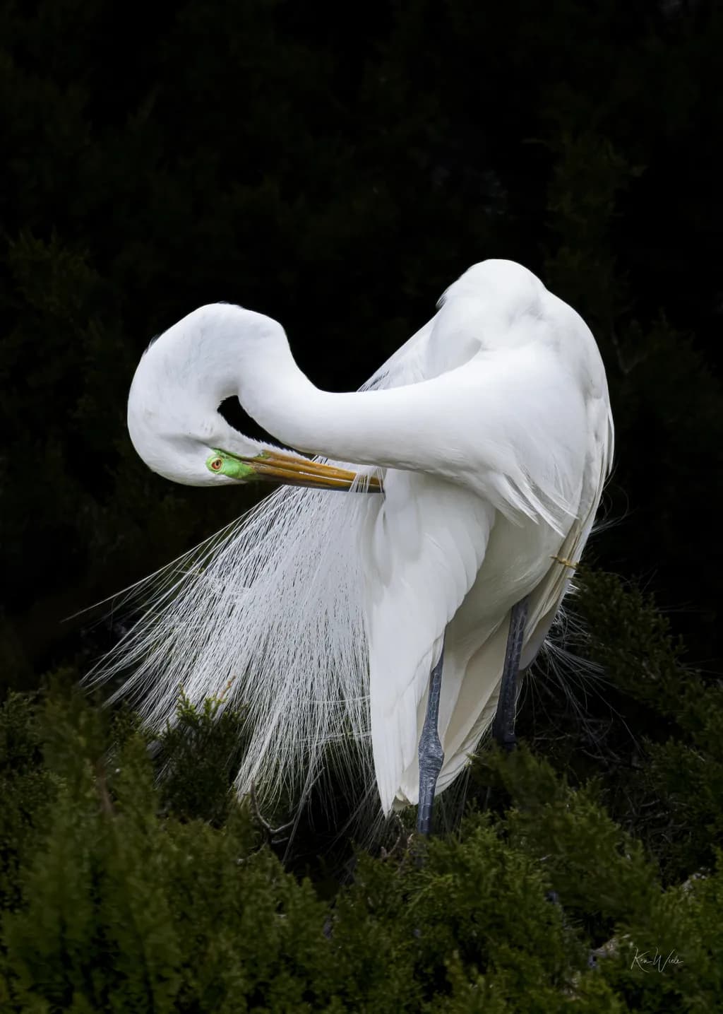 Feathered Embrace