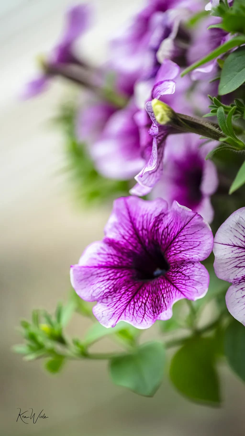 Veined Petals