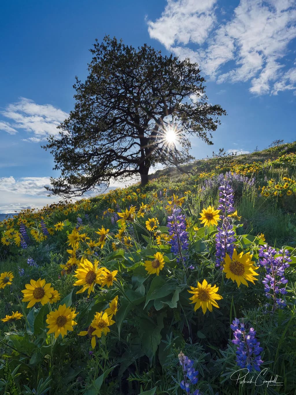 Sunlit Meadow