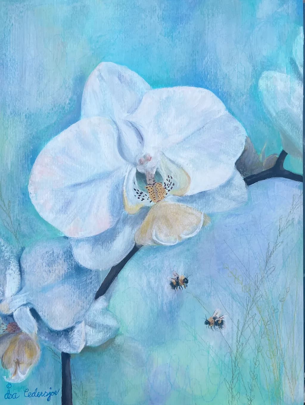 Orchid Pause