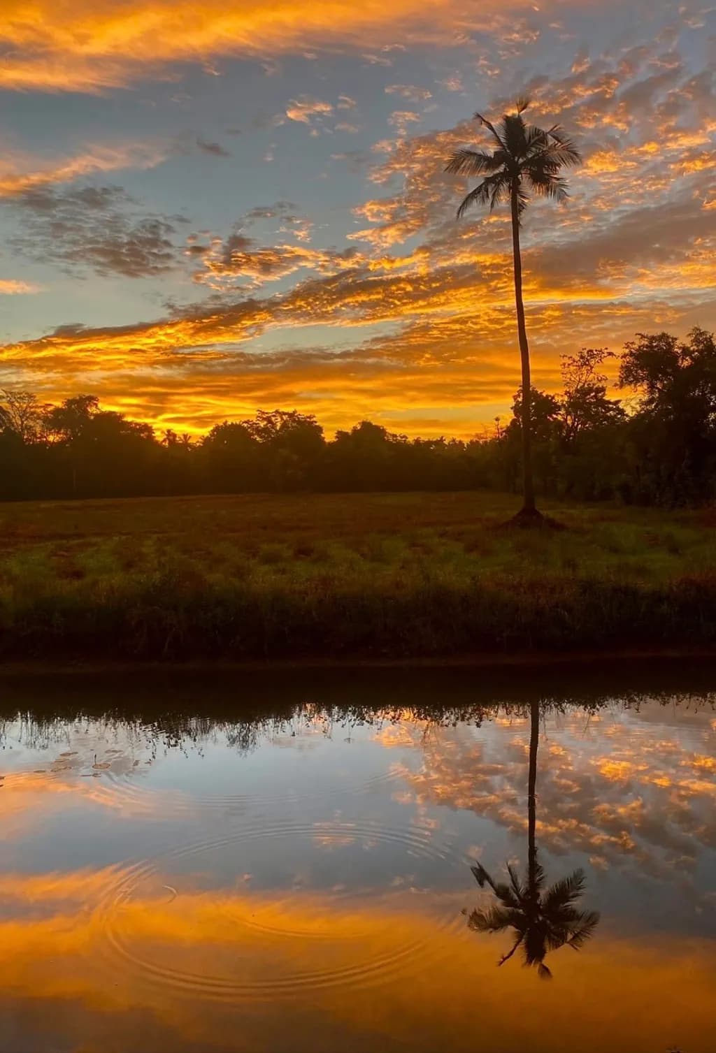 Golden Horizon Reflection