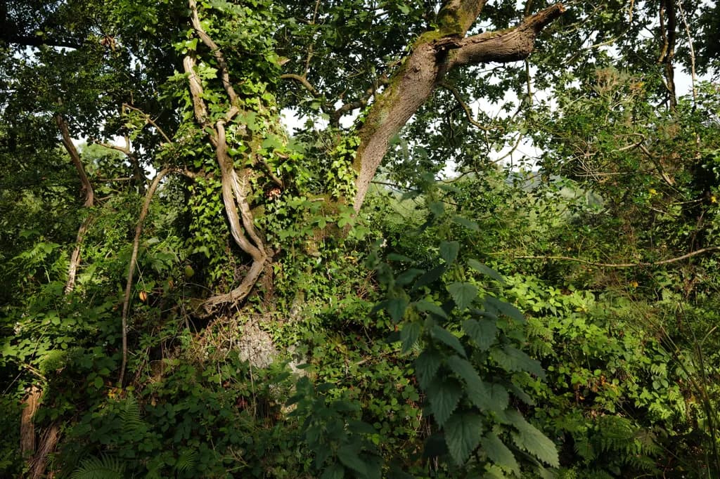 Verdant Embrace